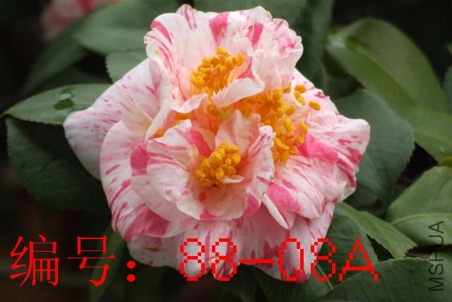 DSCF3114.JPG