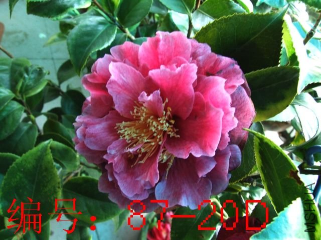 DSCF7795.JPG