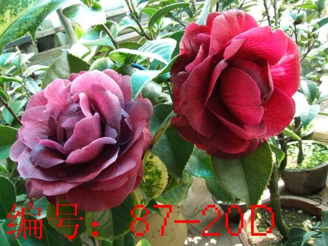 DSCF7645.JPG