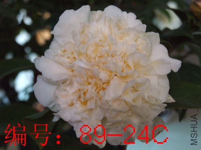 DSCF4736.JPG
