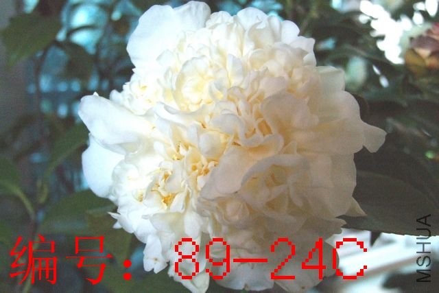 DSCF4731.JPG
