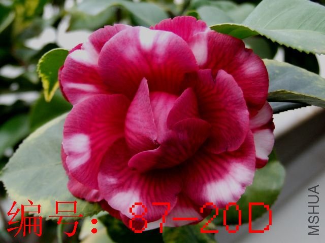 DSCF9399.JPG