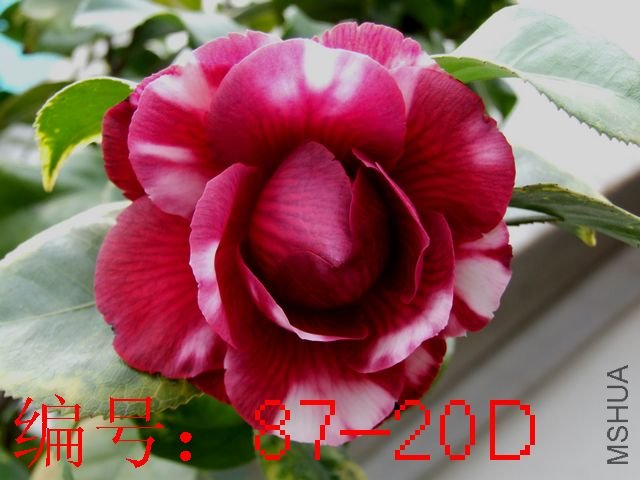 DSCF9375.JPG