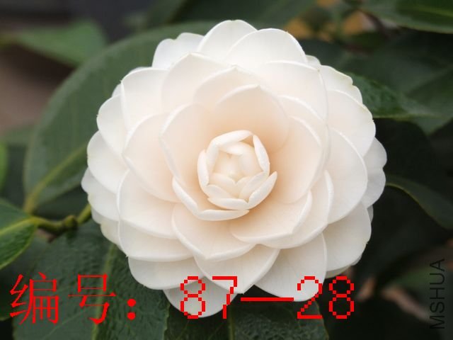 DSCF7951.JPG