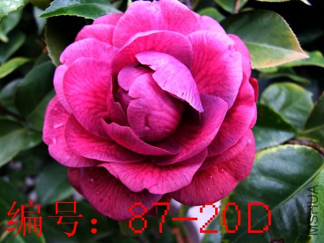 DSCF7520.JPG