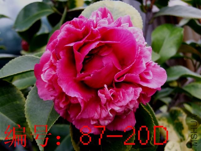 DSCF1985.JPG