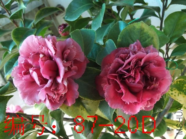 DSCF2052.JPG