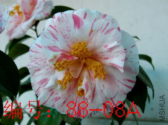 DSCF3018.JPG