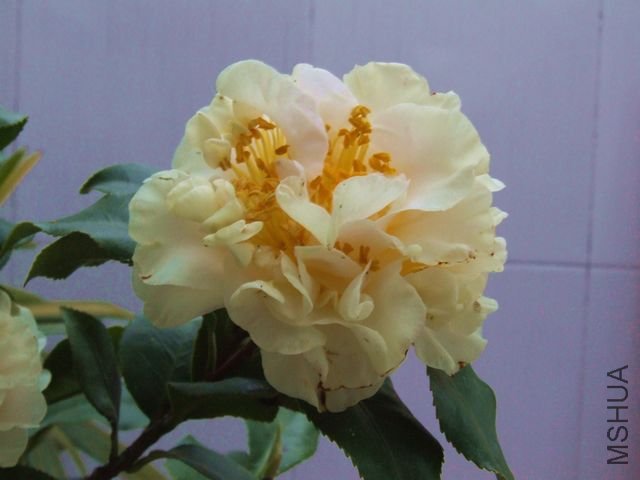 DSCF7124.jpg