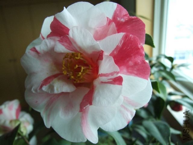 DSCF6937.JPG