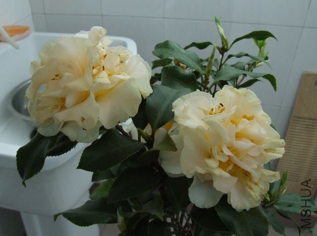 DSCF7502.JPG