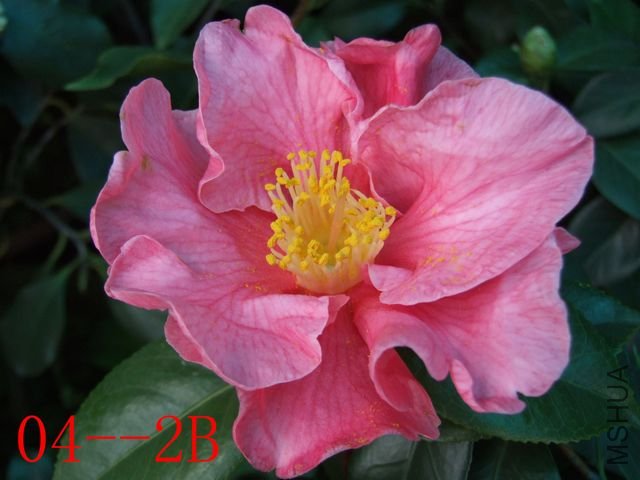 DSCF6354.JPG