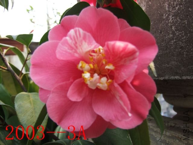 DSCF3775.JPG