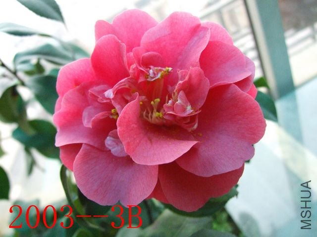 DSCF3710.JPG