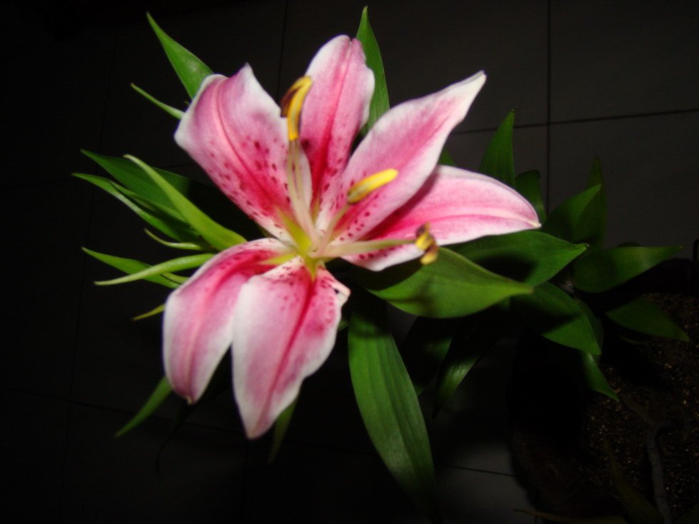 2010��11��30�� L2.jpg