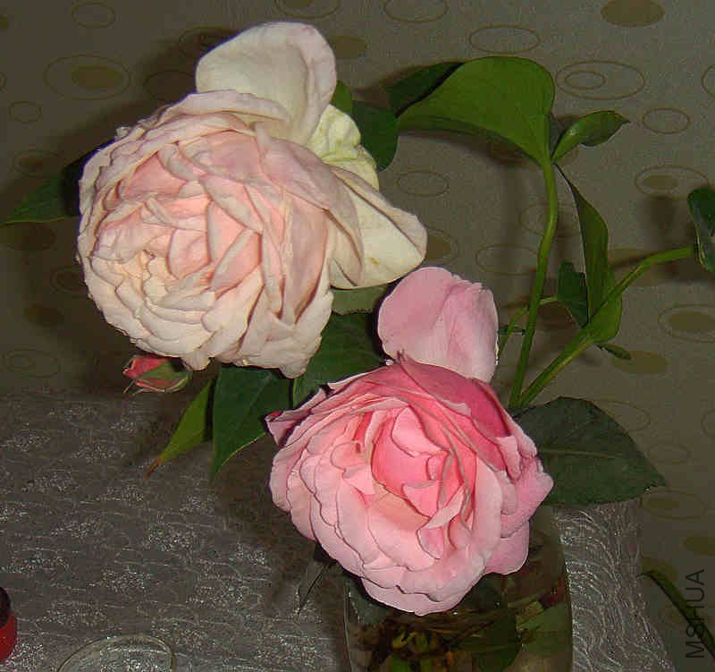 DSC04133.JPG