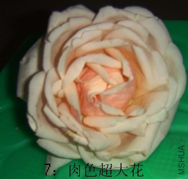 DSC04274.JPG