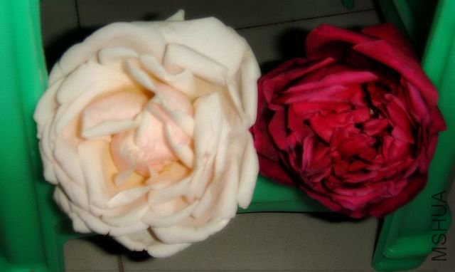 DSC04247.JPG