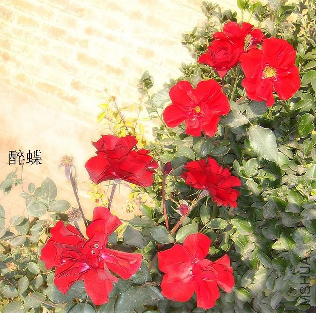 DSC04196.JPG