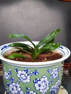 dscf0211_conew3.jpg