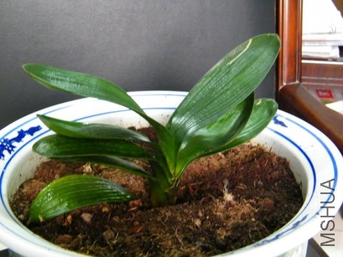 dscf0213_conew1.jpg