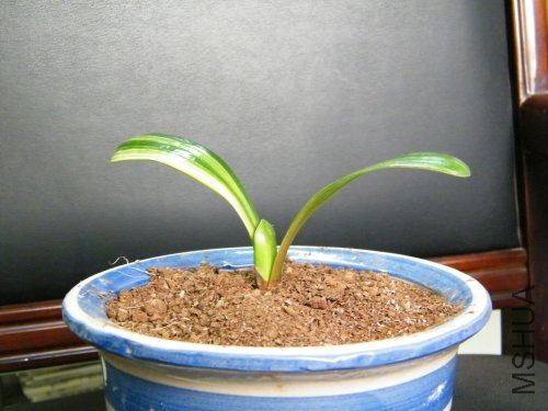 dscf0218_conew1.jpg