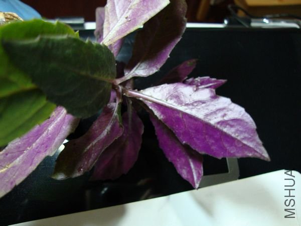 nEO_IMG_DSC00517.jpg