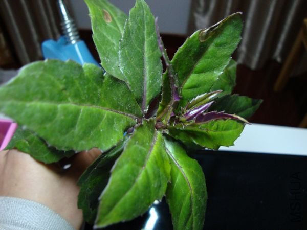 nEO_IMG_DSC00516.jpg