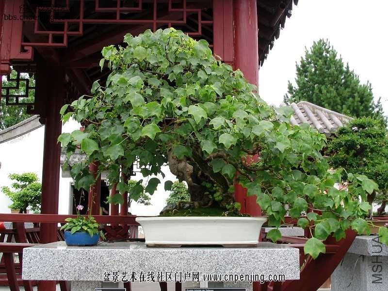 20080209_929b964a0b84b84b9d02x4kBipTQBv3Y[1].jpg