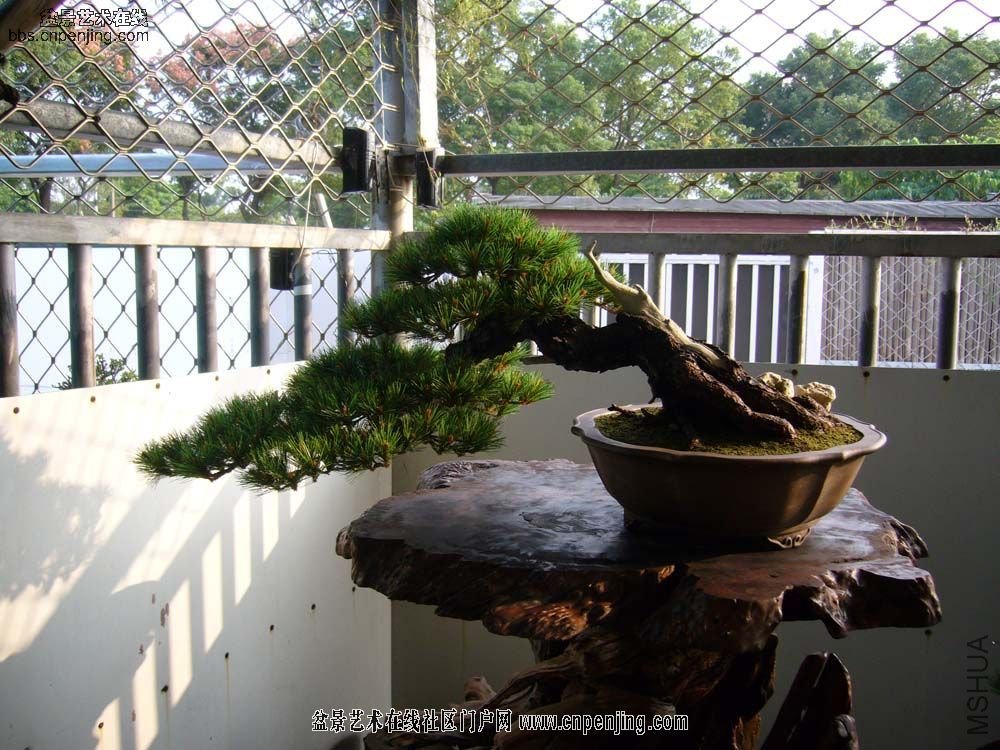 20080209_f88380b7b409386ee28dA1S2TQwgX85P[1].jpg