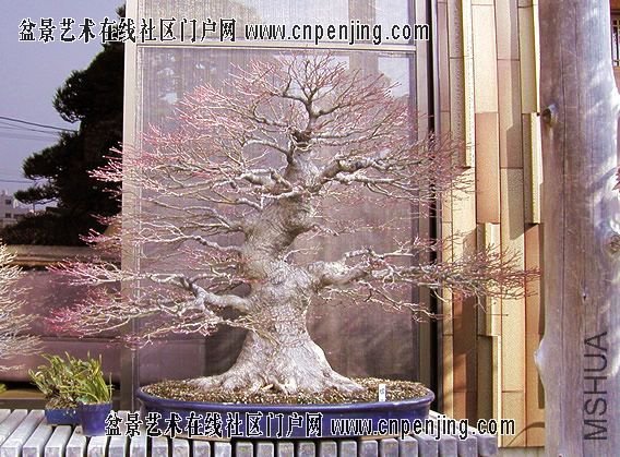 20080209_8753d4bce3256c44866e8qRLPJ1Dwmqx[1].jpg