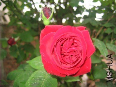 IMG_0343_����.jpg