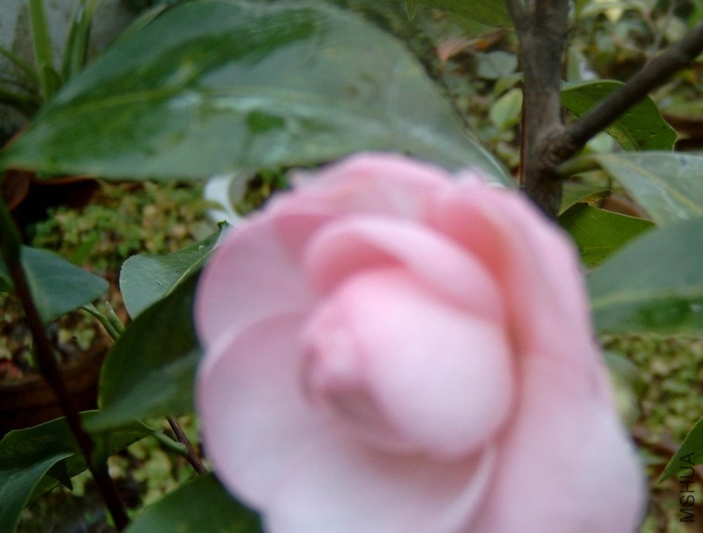 ֽ��ż