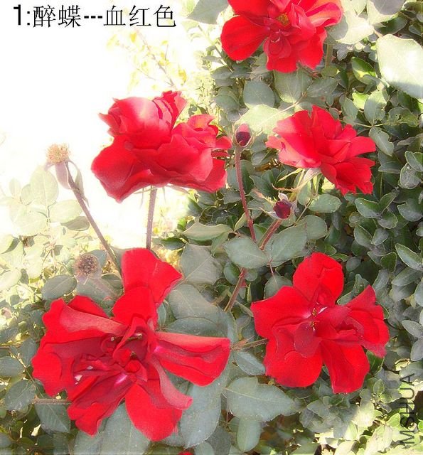 DSC04195.JPG