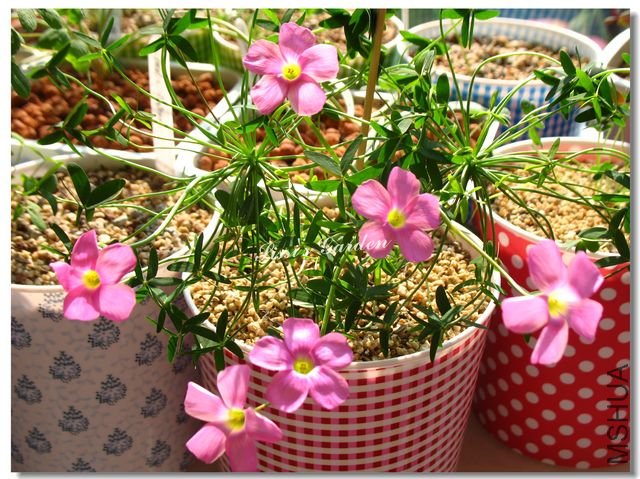 nEO_IMG_101127 026.jpg