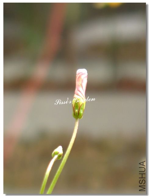 nEO_IMG_101207 001.jpg