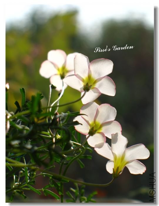 nEO_IMG_101210 008.jpg