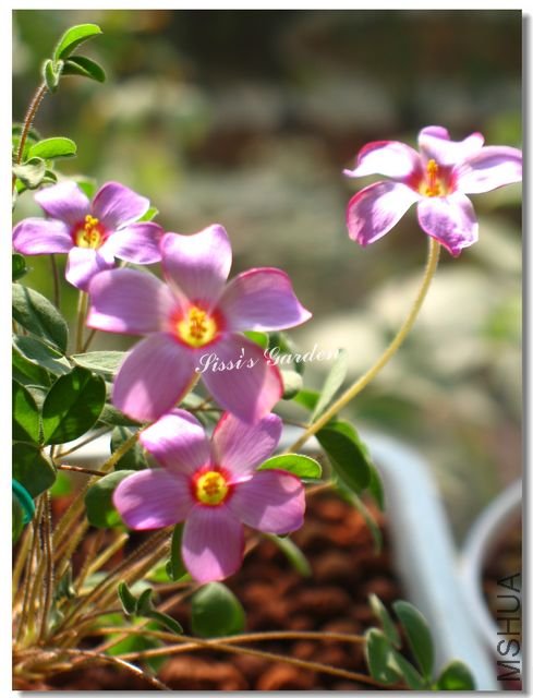 nEO_IMG_101127 029.jpg