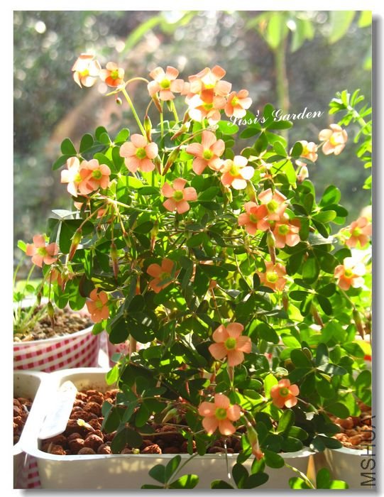 nEO_IMG_101210 014.jpg