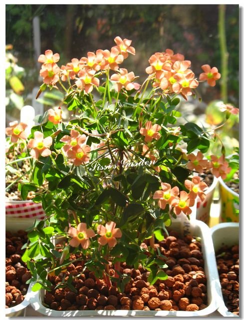 nEO_IMG_101207 005.jpg