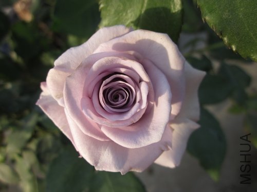 ��Ƭ1 796.jpg