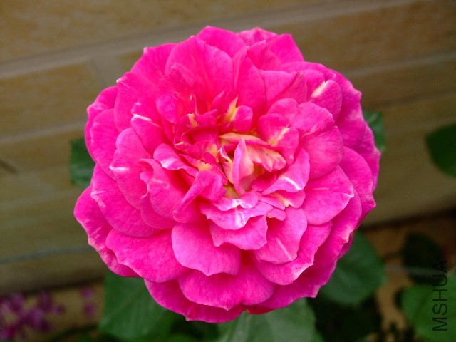 DSCF0081.JPG