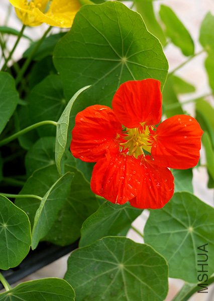 ���� P1070508.jpg