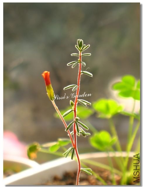 nEO_IMG_101127 018.jpg