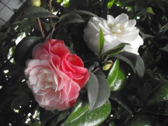 ���ѩ���ŵ���ʯ������