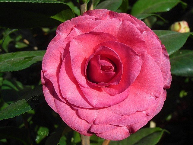 �ҵĄP��-1.JPG