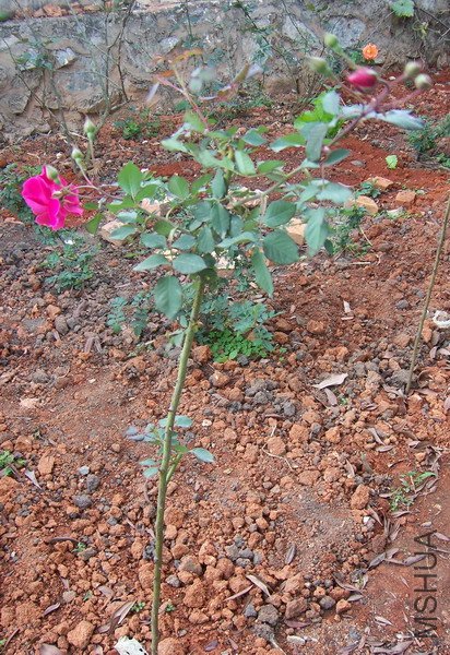 20101213 005.jpg