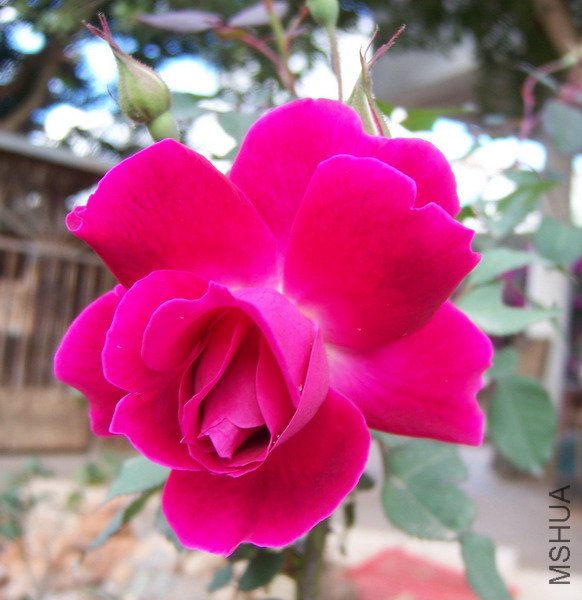 20101213 003.jpg