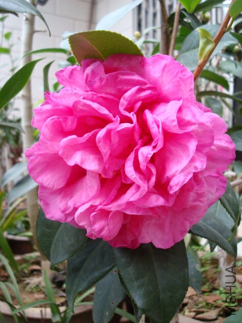 DSC00218.JPG