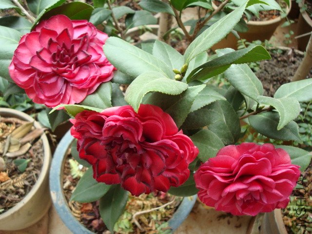 DSC00168.JPG
